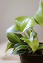 Charger l'image dans la galerie, Philodendron du Brésil en pot, feuilles vert clair et vert foncé, feuillage lustré.
