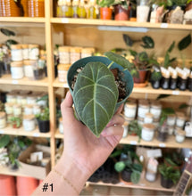 Charger l&#39;image dans la galerie, Alocasia maharani
