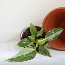 Charger l'image dans la galerie, Philodendron White Princess en pot, feuilles vertes panachées de blanc
