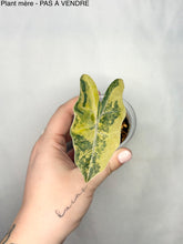 Charger l'image dans la galerie, Bulbille Alocasia Pseudo Sanderiana Aurea
