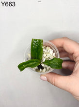 Load image into Gallery viewer, Hoya Siariae ⭐️ #Y663
