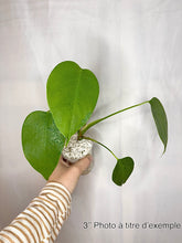 Load image into Gallery viewer, Monstera deliciosa
