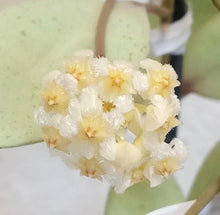 Load image into Gallery viewer, Hoya Lacunosa Silver Mint Coin ⭐️
