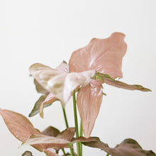Load image into Gallery viewer, Feuilles de Syngonium rose, longues et nervurées, rose pâle, avec tiges vertes
