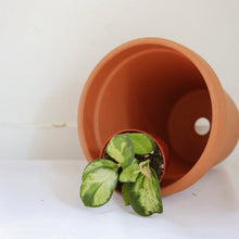Charger l'image dans la galerie, Hoya Australis Lisa en pot en terre cuite avec feuilles vert panaché
