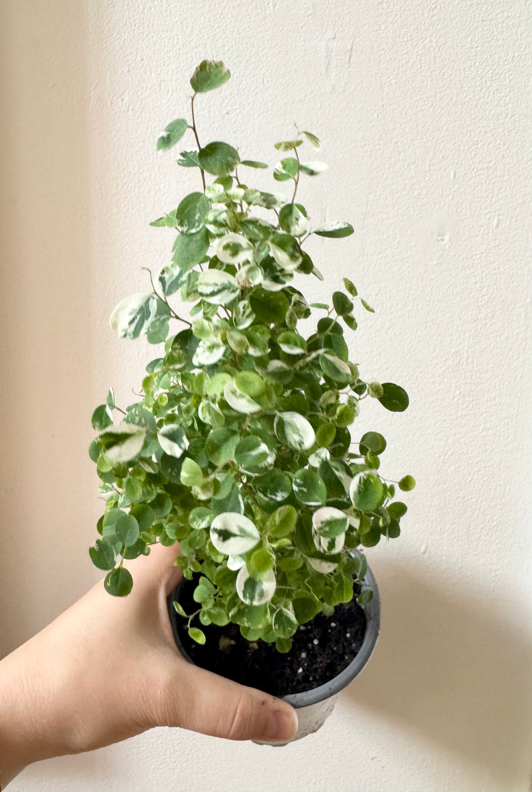 Breynia disticha snow bush
