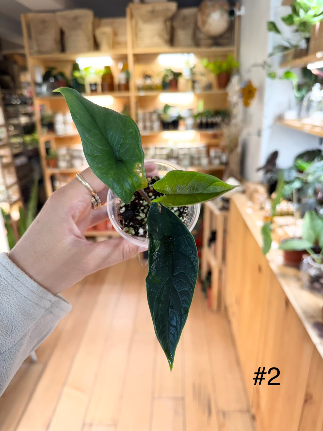 Alocasia Scalprum