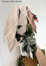 Charger l'image dans la galerie, Plante d’Alocasia Chantrieri Pink aux feuilles panachées crème, vert foncé et roses
