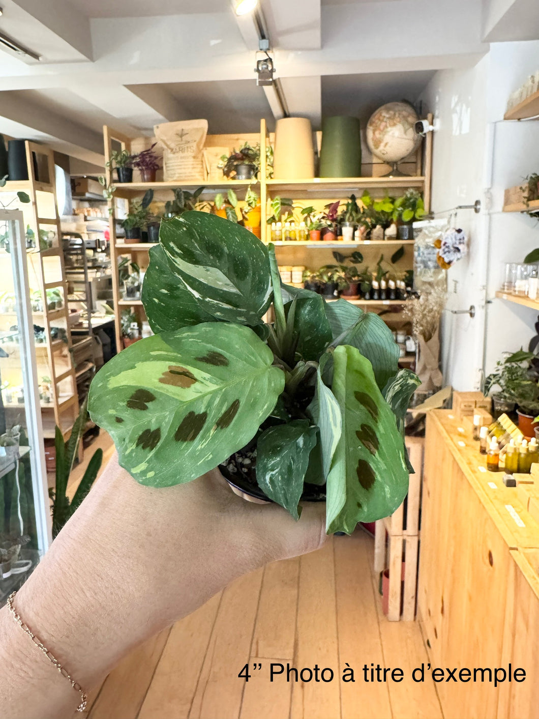 Maranta variegata⭐️
