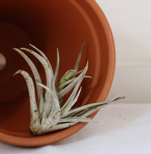 Charger l'image dans la galerie, Plante aérienne Tillandsia en pot en terre cuite, feuilles fines gris argenté
