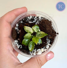 Charger l'image dans la galerie, Philodendron Billietiae Variegata — TC
