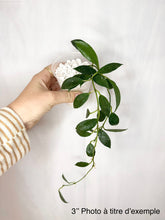 Charger l'image dans la galerie, Hoya Rebecca⭐️
