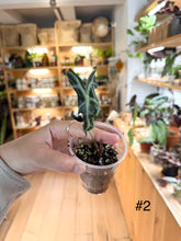 Load image into Gallery viewer, Alocasia nobilis
