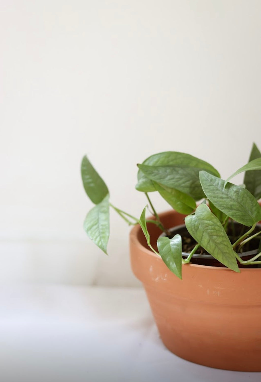 Pothos cebu blue