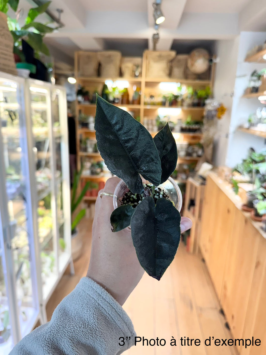 Alocasia anthoro velvet