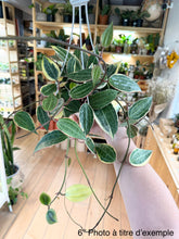Load image into Gallery viewer, Hoya macrophylla en pot : tiges fines et feuilles vert foncé à nervures claires
