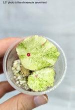 Charger l'image dans la galerie, Bégonia Rouge Variegata
