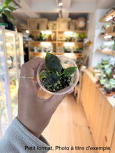 Charger l&#39;image dans la galerie, Alocasia anthoro velvet
