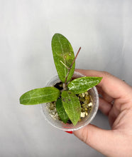 Load image into Gallery viewer, Plante Hoya Parasitica en petit pot, feuilles vertes, tige rouge.
