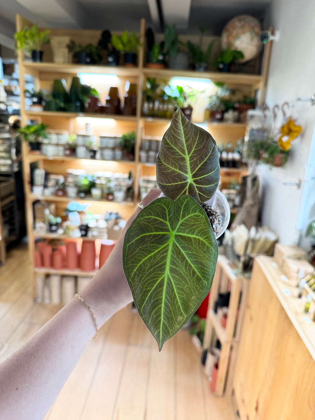 Alocasia regal shield