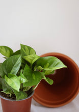Charger l'image dans la galerie, Epipremnum aureum en pot, feuilles vert clair, pot en terre cuite
