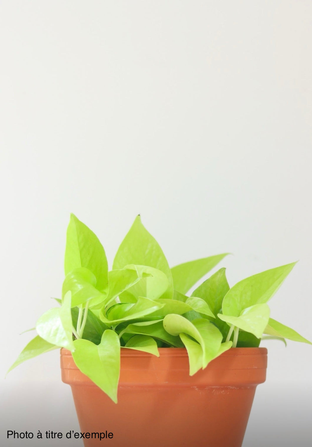 Pothos néon
