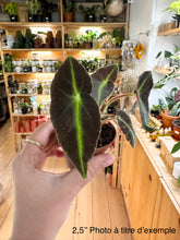 Charger l'image dans la galerie, Bégonia listada
