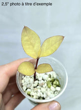 Charger l'image dans la galerie, Zamioculcas zamiifolia Variegata
