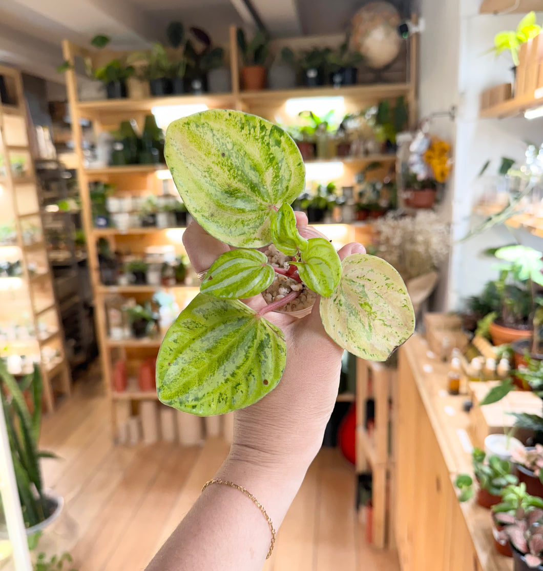 Peperomia Watermelon Variegata ⭐️ #Z2911