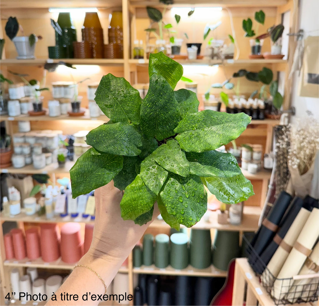 Calathea Musaica network⭐️