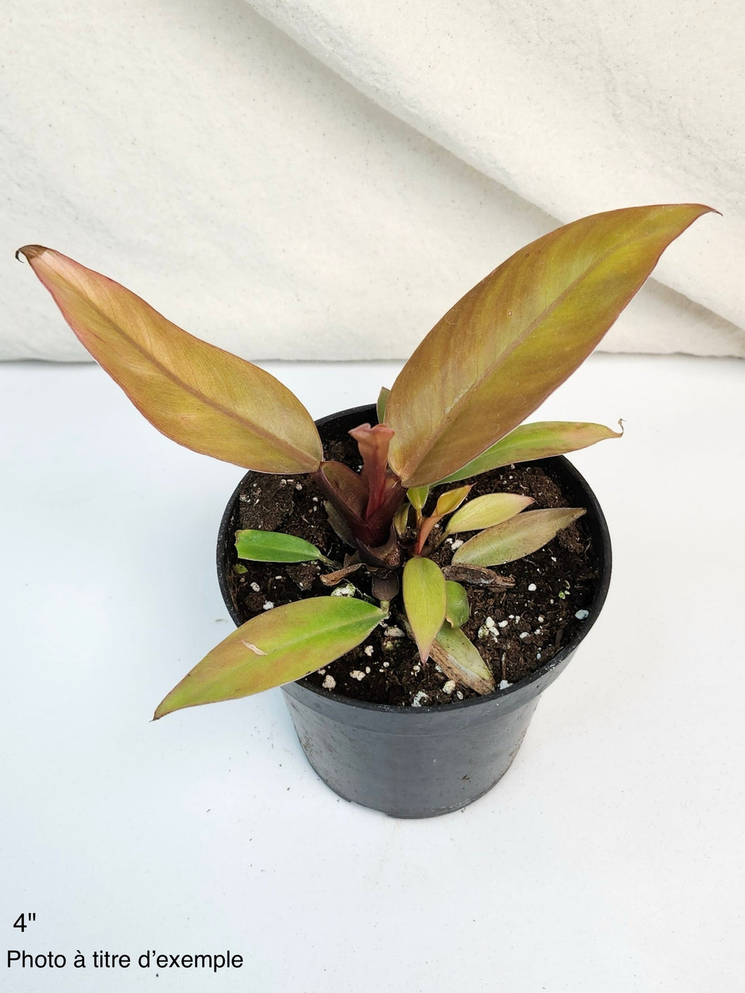 Philodendron prince of orange