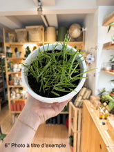 Charger l&#39;image dans la galerie, Hoya linearis ⭐️
