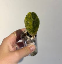 Charger l'image dans la galerie, Plante Alocasia Sedenii Aurea en pot, feuille vert olive nacrée, nervure claire.
