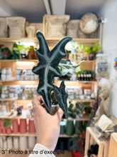 Load image into Gallery viewer, Alocasia nobilis
