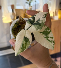Charger l'image dans la galerie, Alocasia Melo Albo

