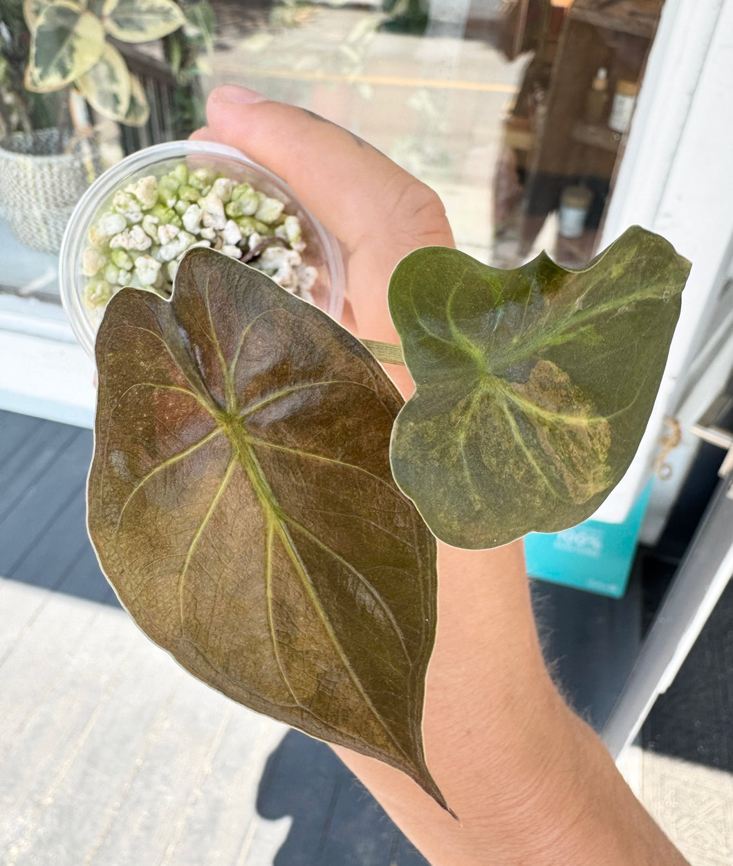 Alocasia Wentii Variegata (offshoot) #Z4252
