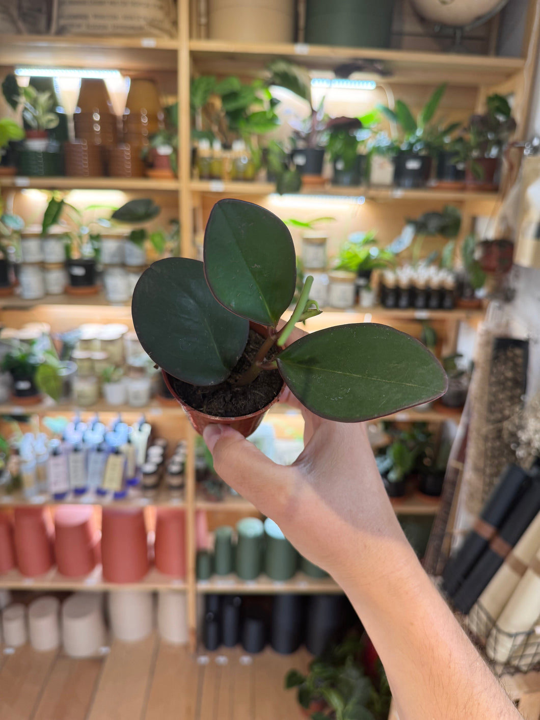 Peperomia red edge⭐️