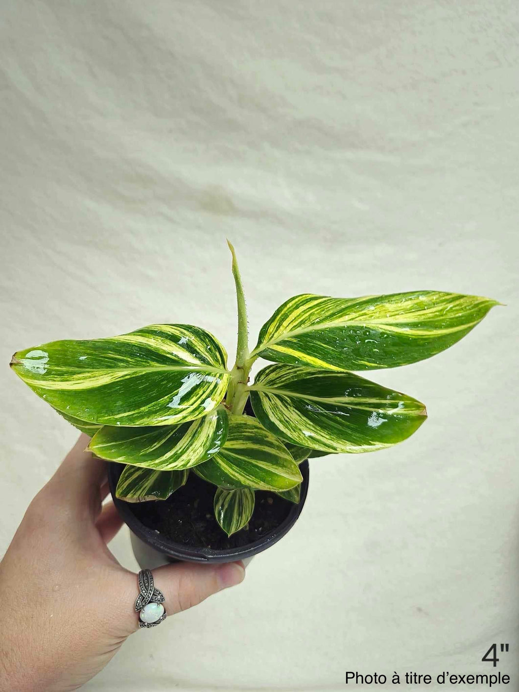 Alpinia ginger variegata