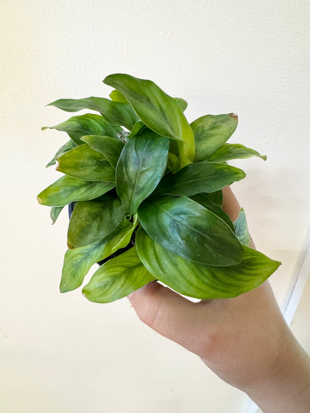 Calathea yellow fusion ⭐️