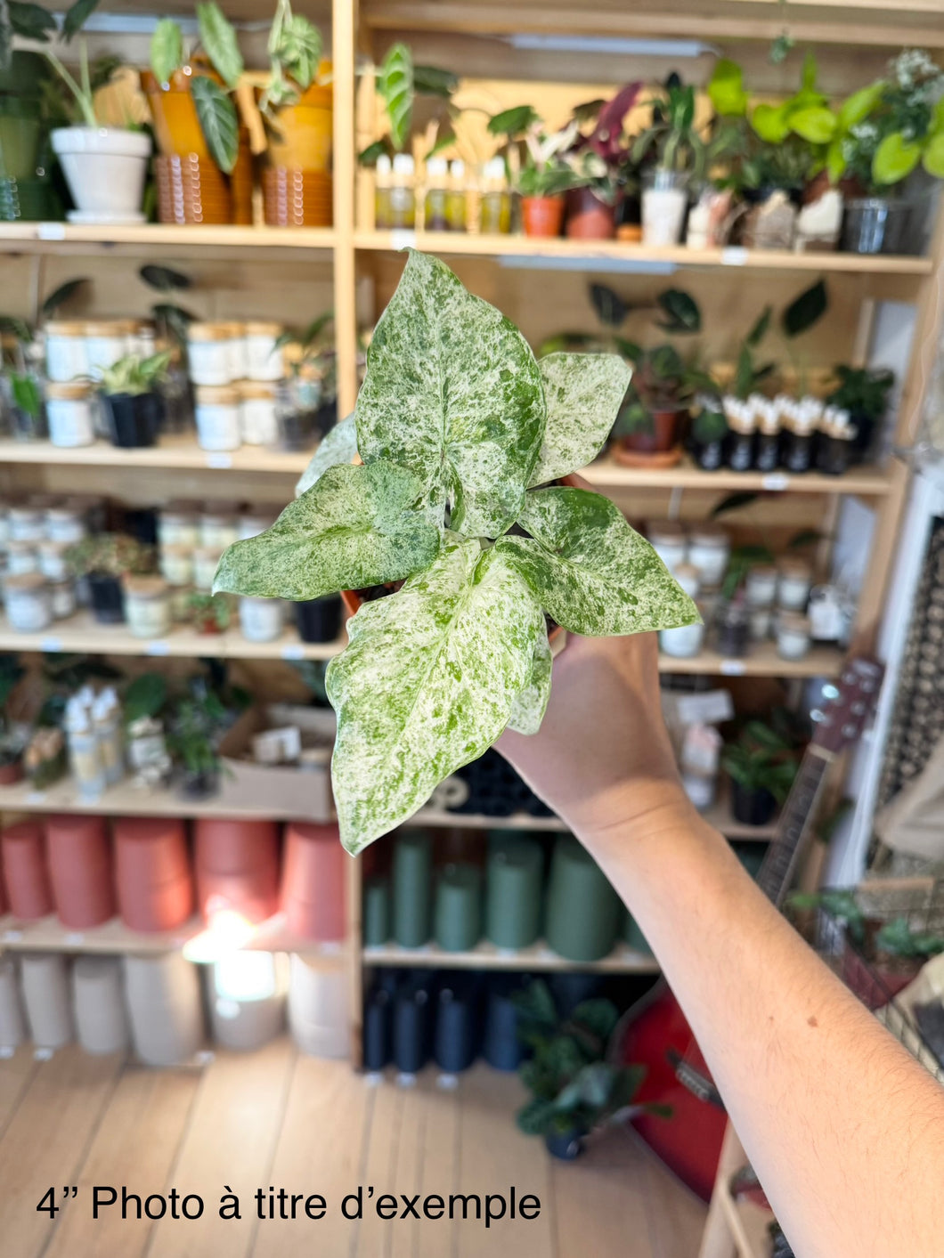 Alocasia Macrorrhiza camouflage