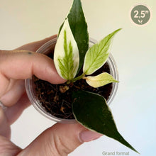 Load image into Gallery viewer, Plante Hoya en pot, feuilles vertes bordées crème et nervures claires, tiges fines.

