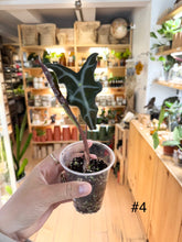 Load image into Gallery viewer, Alocasia nobilis
