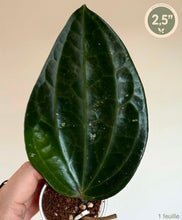 Load image into Gallery viewer, Plante Hoya Clandestina : 1 feuille vert foncé en pot, taille 2,5 po
