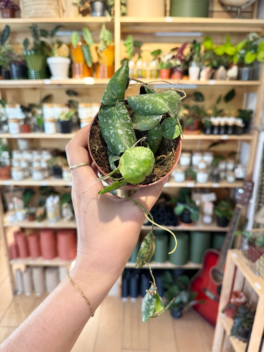 Hoya imbricata ⭐️