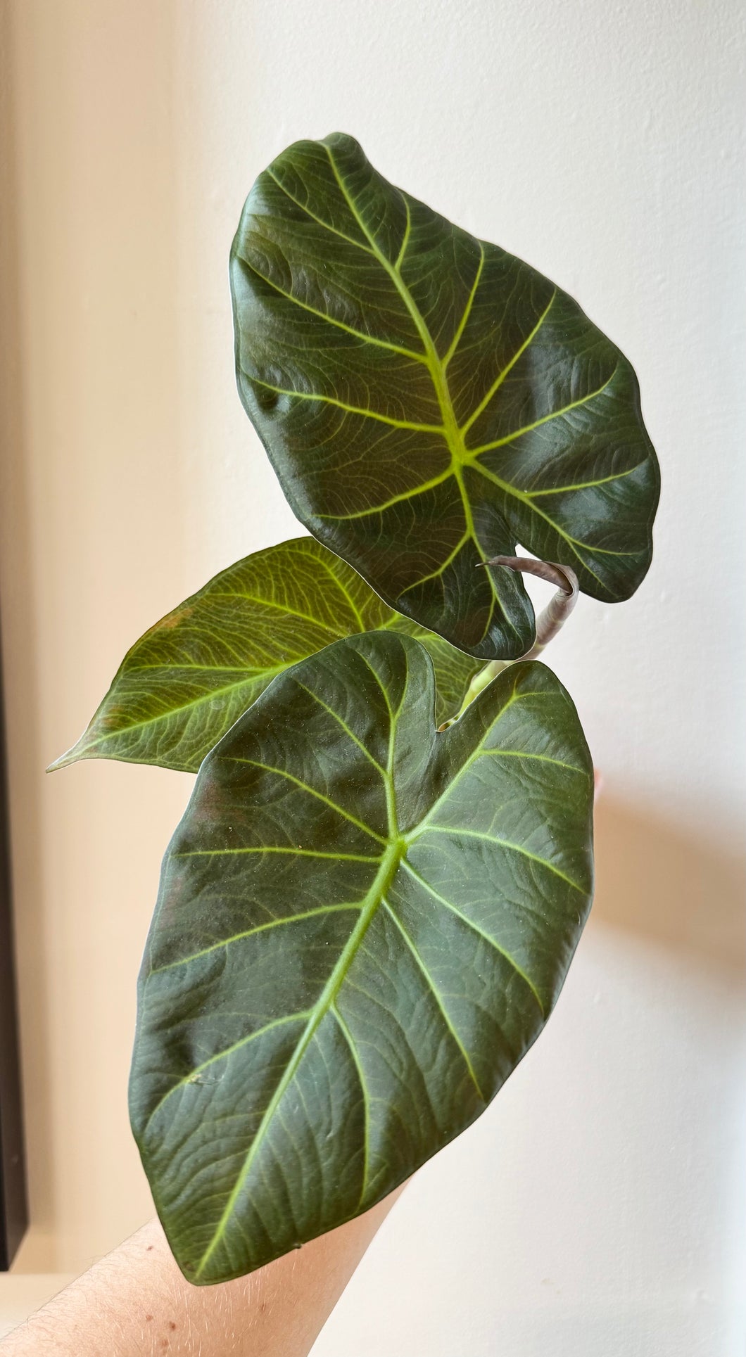 Alocasia regal shield