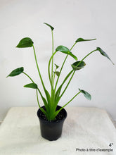 Load image into Gallery viewer, Alocasia "Tiny Dancer" en pot, feuilles vertes étroites
