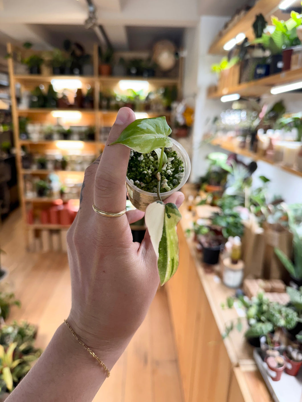 Philodendron Gloriosum Variegata