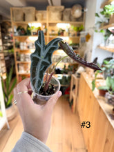 Load image into Gallery viewer, Alocasia nobilis
