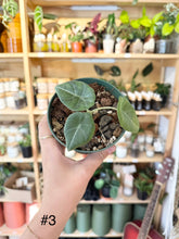 Charger l&#39;image dans la galerie, Alocasia maharani
