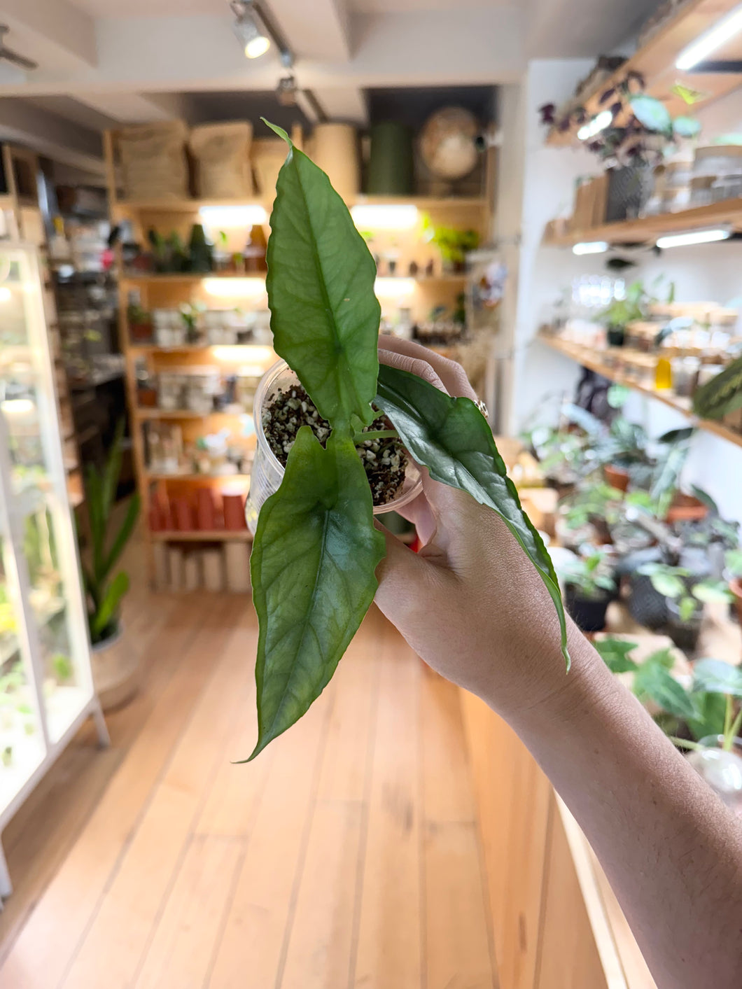 Alocasia dragon breath